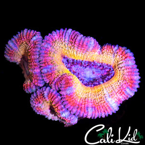 RAINBOW ACAN TRIPLE