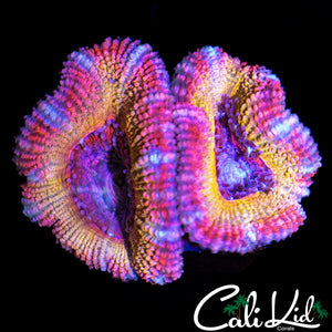 RAINBOW ACAN DOUBE