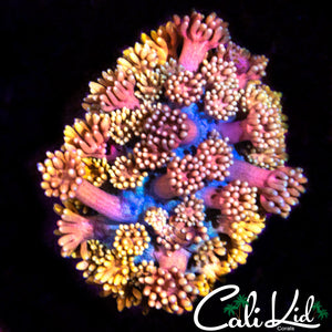 MALAYSIAN RAINBOW GONI