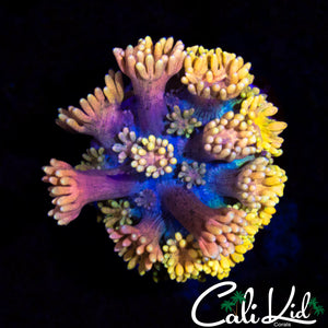 MALAYSIAN RAINBOW GONI