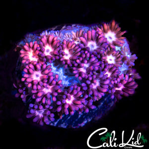 BI COLOR GONI