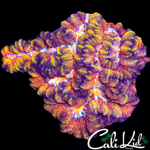 ULTRA WILSONI CHUNK