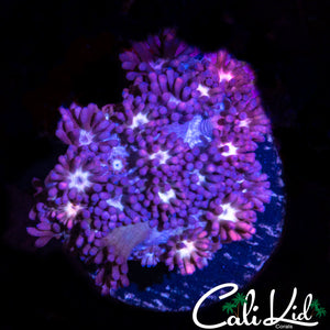 BI COLOR GONI