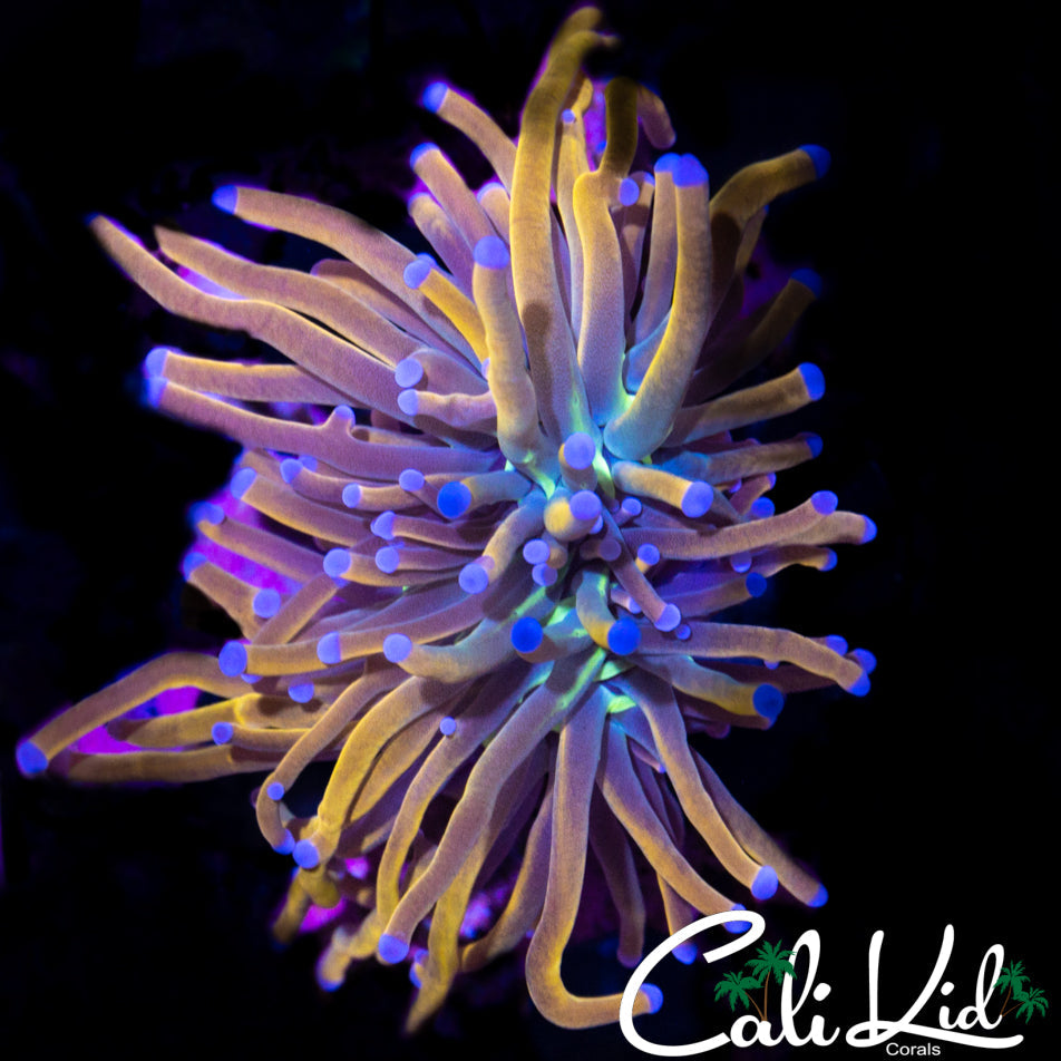 GOLDEN INDO TORCH