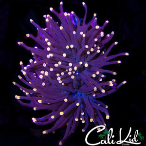 DARK NIGHT PINK TIP TORCH