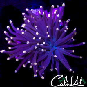 DARK NIGHT PINK TIP TORCH