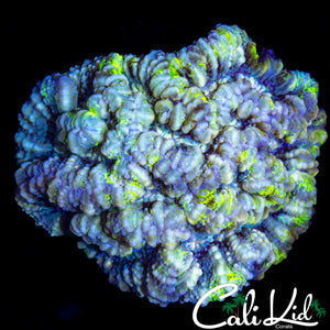 PASTEL RAINBOW WILSONI COLONY