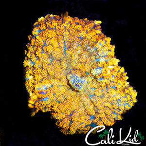 FLAMETHROWER RHODACTIS