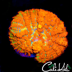 FOREST FIRE BOUNCE MUSHROOM