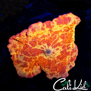 RARE OG TYE DYE MUSHROOM