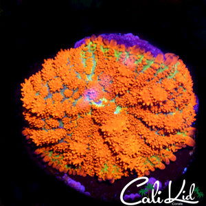 FOREST FIRE BOUNCE MUSHROOM