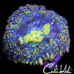 RAINBOW RHODACTIS SHROOM