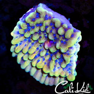MYSTERY RAINBOW MONTI