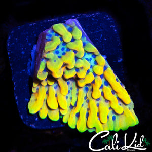 CK PEYOTE DREAMS MONTI