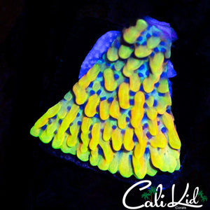 CK PEYOTE DREAMS MONTI