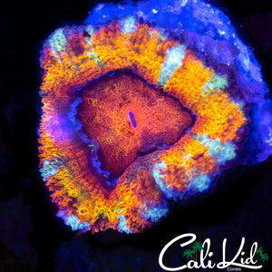 TIGER STRIPE ACAN