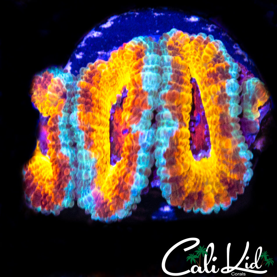 LEOPARD SKIN ACAN TRIPLE
