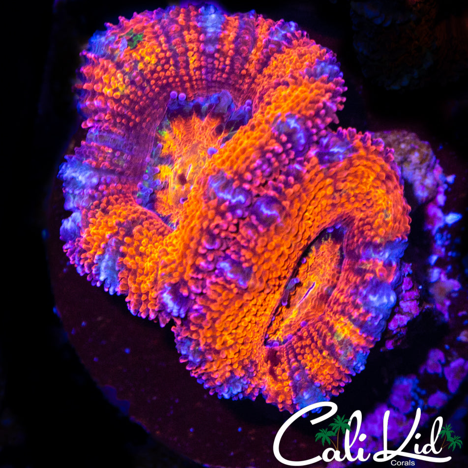 ULTRA ACAN DOUBLE