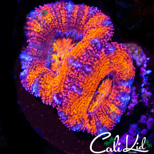 ULTRA ACAN DOUBLE