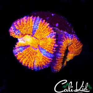 ULTRA ACAN DOUBLE