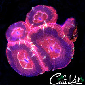 RED ROCKET ASIAN ACAN MINI COLONY