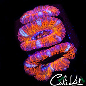 ULTRA ACAN TRIPLE