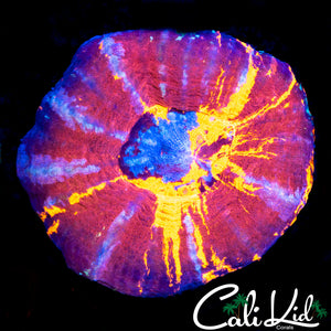 RARE TRI COLOR SCOLY
