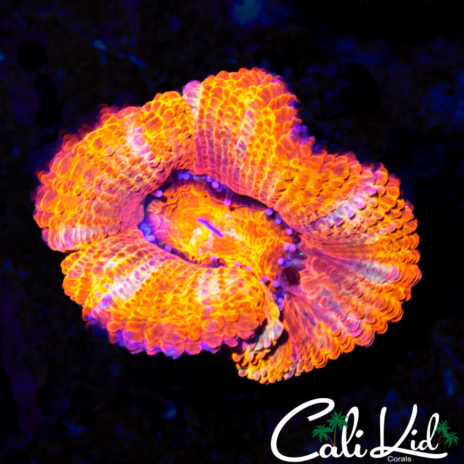 ULTRA ACAN