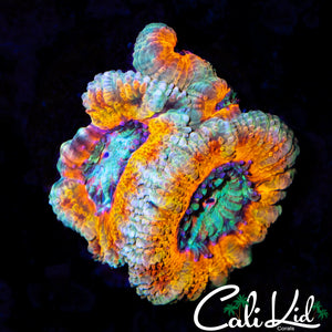 SHOCKING ACAN TRIPLE