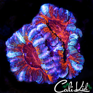 BLOOD DIAMOND ACAN DOUBLE