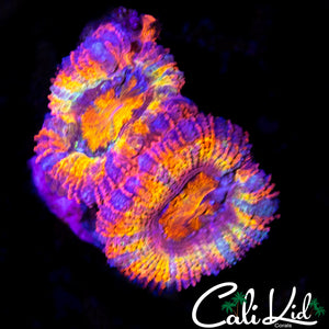 ULTRA RAINBOW ACAN DOUBLE