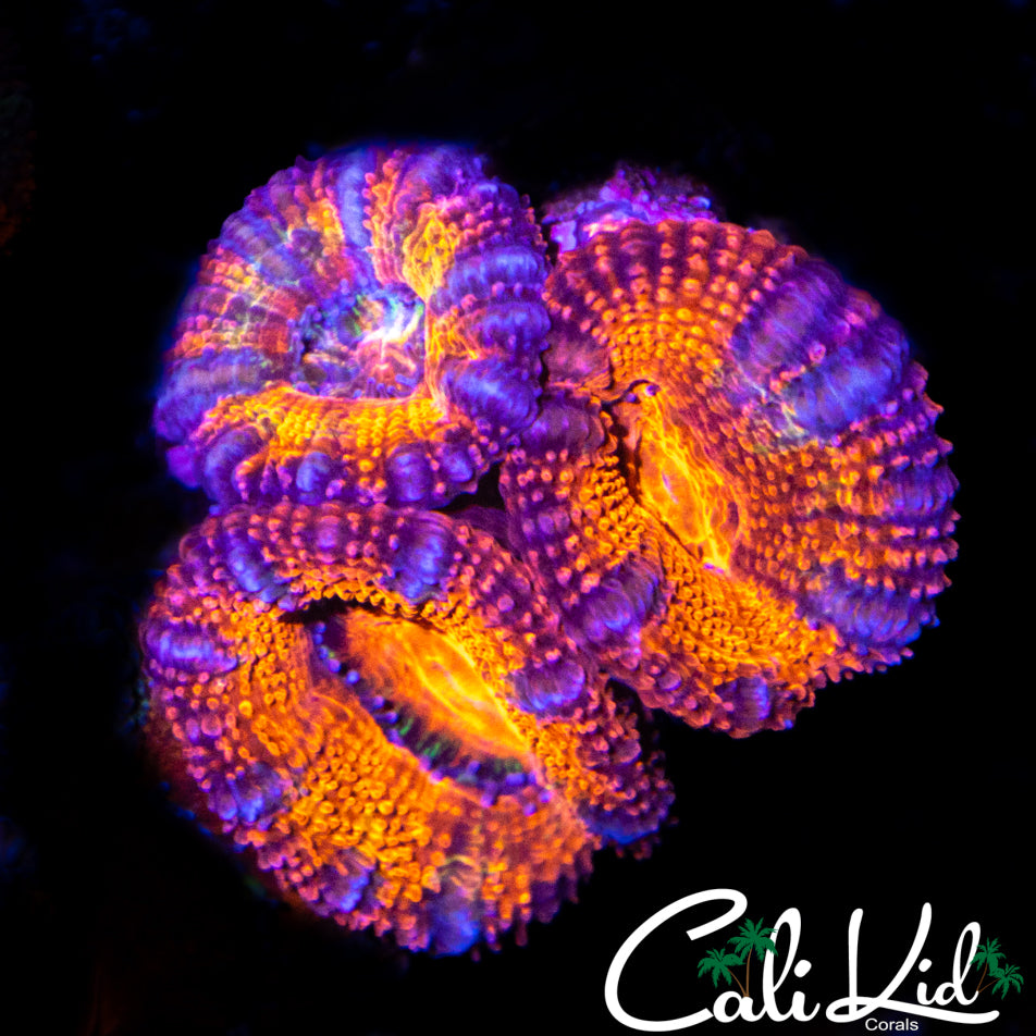 ULTRA ACAN TRIPLE