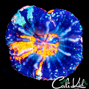 TRI COLOR SCOLY