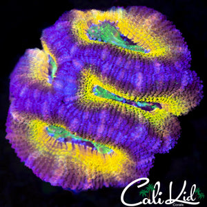 CK LEMON HEAD MINI COLONY