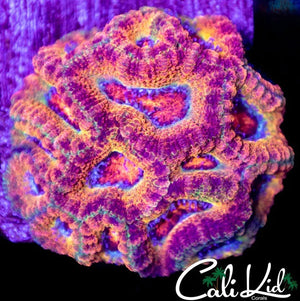 CK Merkules 2.0 Quad