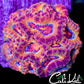 CK MERKULES ACAN QUAD