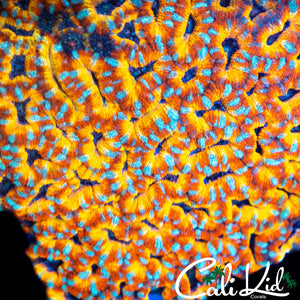 CK PENNYWISE ACAN