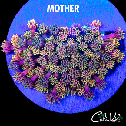 CK REAPER GONI MINI COLONY