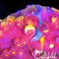 CK RAINBOW SOUL CHALICE