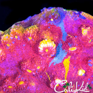 CK RAINBOW SOUL CHALICE