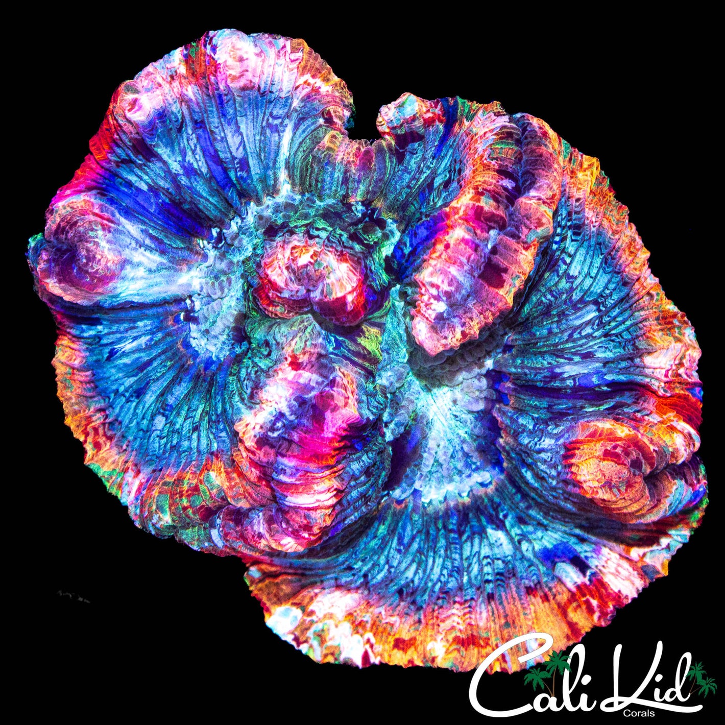 WATERCOLOR RAINBOW TRACHY