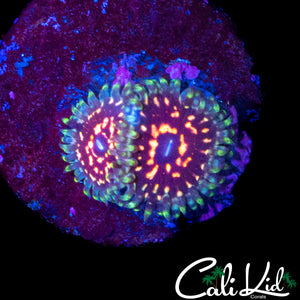 CK ULTIMATE PINK SPACE MONSTER DOUBLE