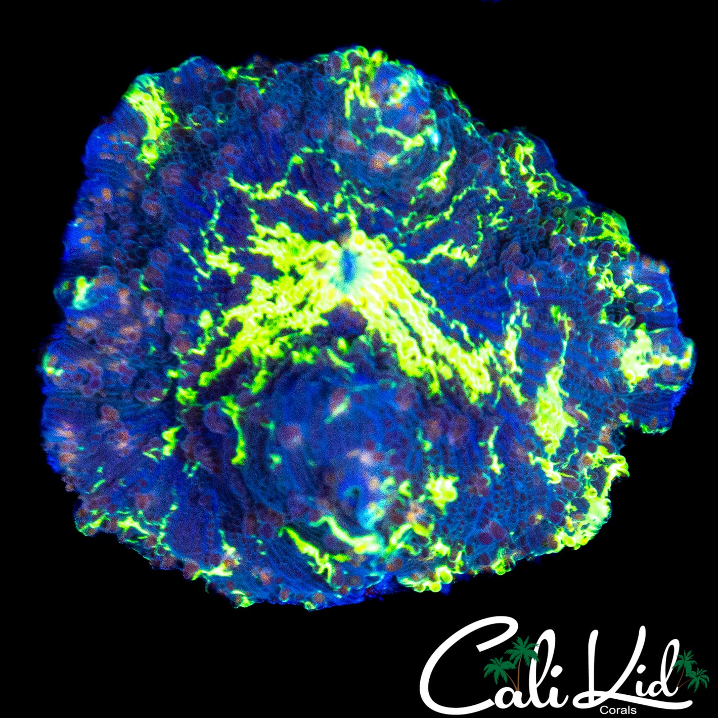 BAD ASS PATTERN KRYPTONITE MUSHROOM