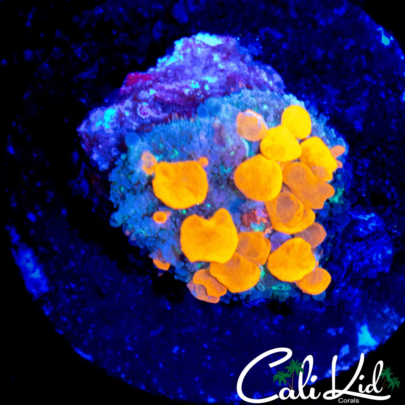 CK ORANGE CRUSH BOUNCE