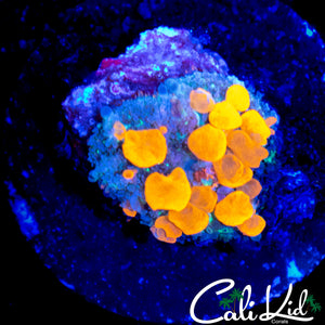 CK ORANGE CRUSH BOUNCE