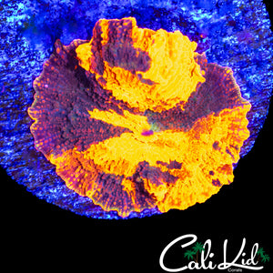 BEAUTIFUL CANDY CRUSH MUSHROOM