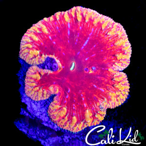 RARE XL RAINBOW SKIRT BLASTO