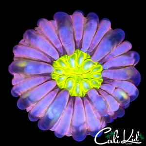 YELLOW MOUTH CYNARINA