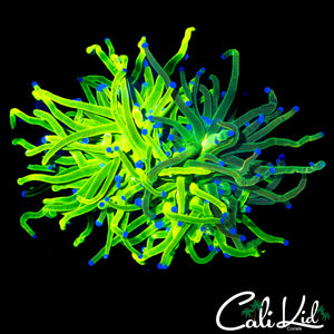 GRAFTED GRAIL TORCH MULTI HEAD