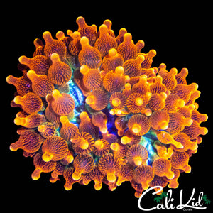 SUNBURST TYPE ANEMONE